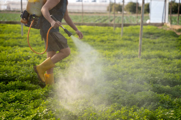 Reliable Morristown, TN Pest Control Solutions