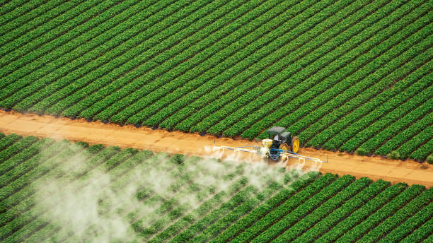 Best Mosquito Control Services  in Morristown, TN