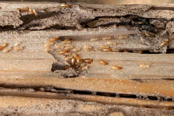 Best Termite Control Services  in Morristown, TN