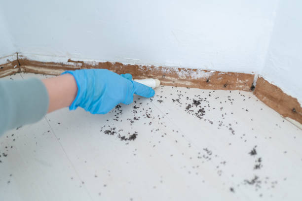 Best Commercial Pest Control Services  in Morristown, TN
