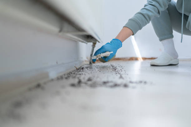 Best Pest Removal Services  in Morristown, TN